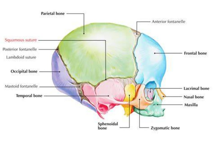 What is the Squamosal suture