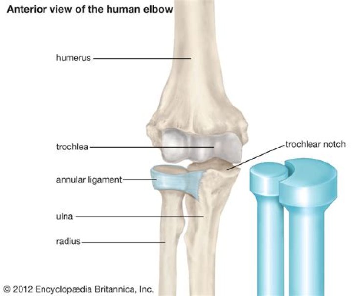 What is the Trochlear groove