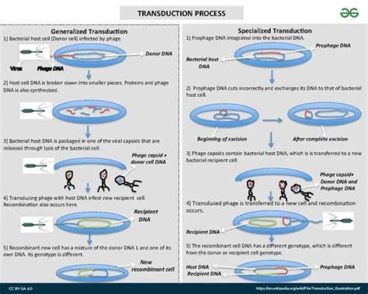 What is transduction simple