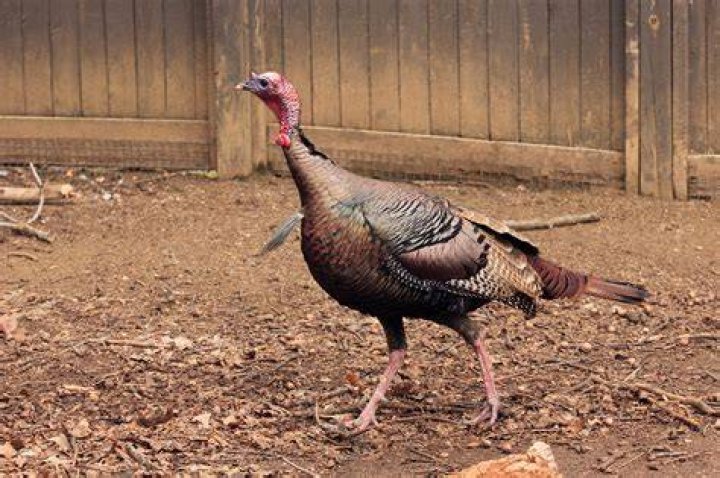 What is unique about turkeys