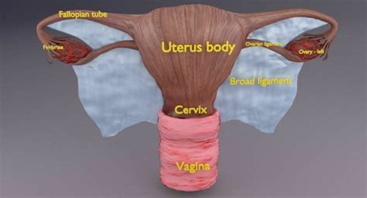 What is uterus cervix