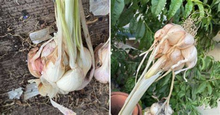 What is wrong with my garlic