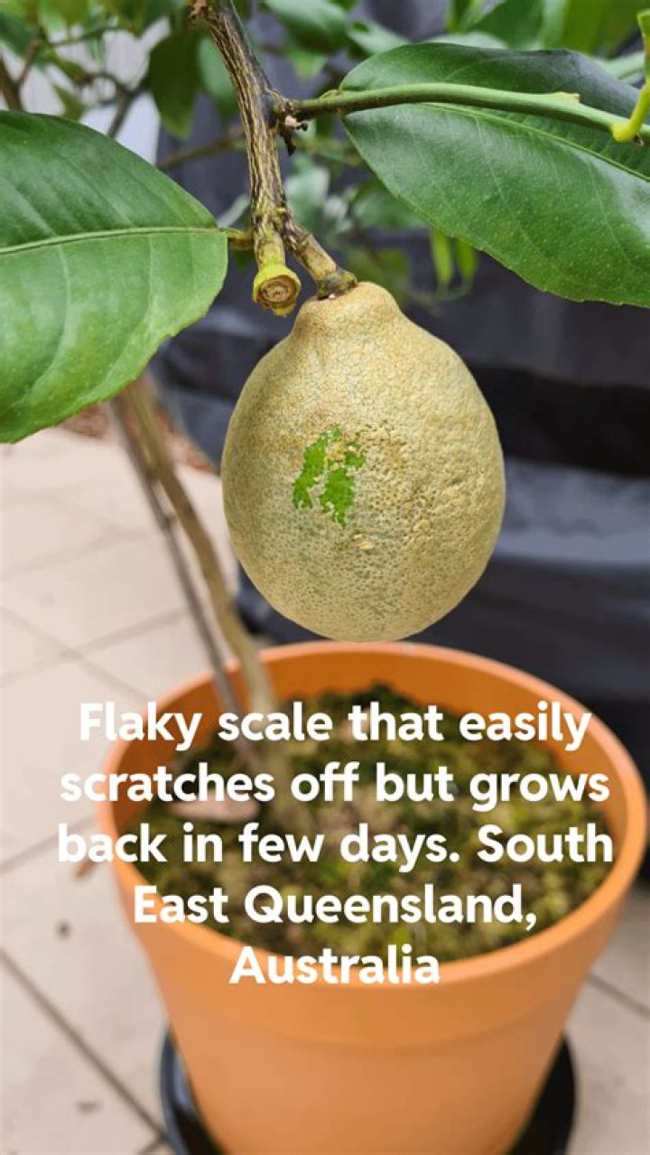 What is wrong with my lemons
