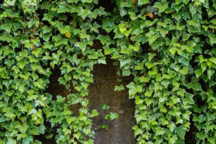What ivy grows well in shade