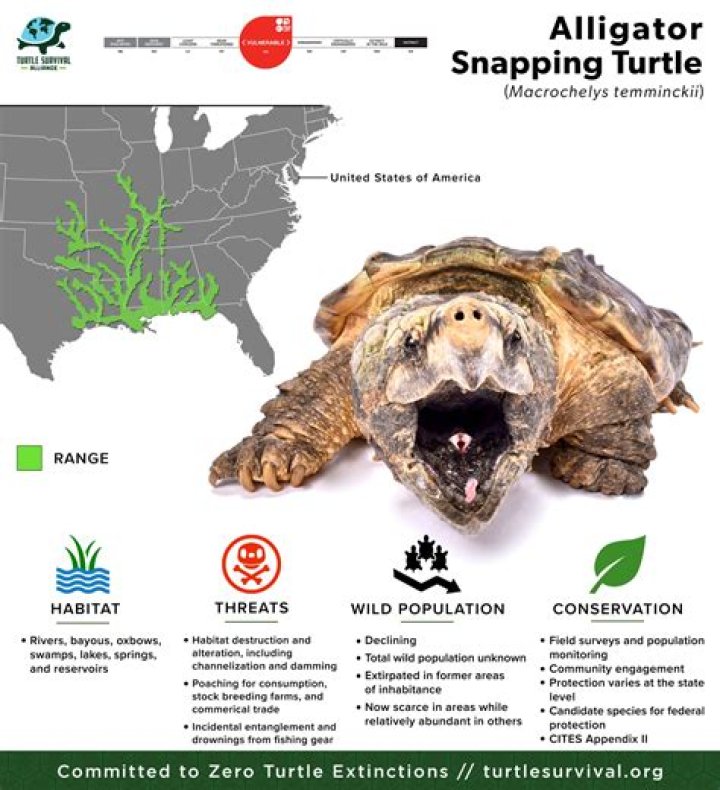 What kills a snapping turtle