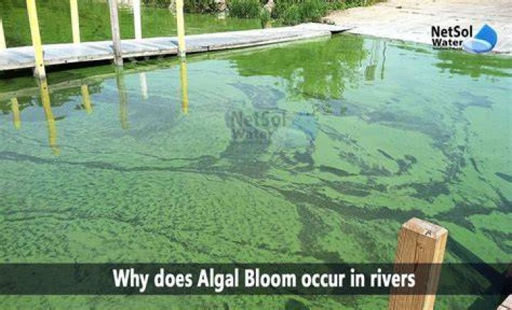 What kills algae on a house