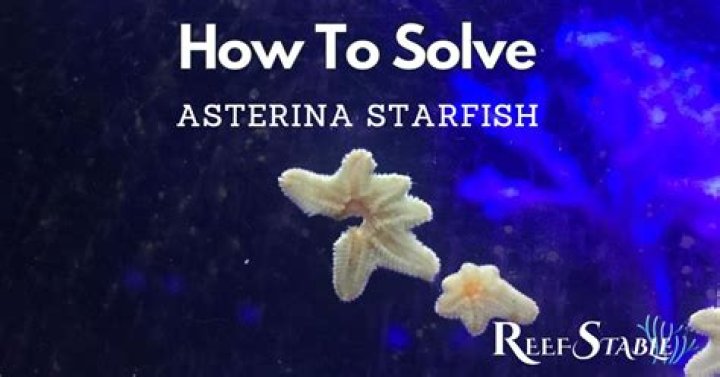 What kills asterina starfish