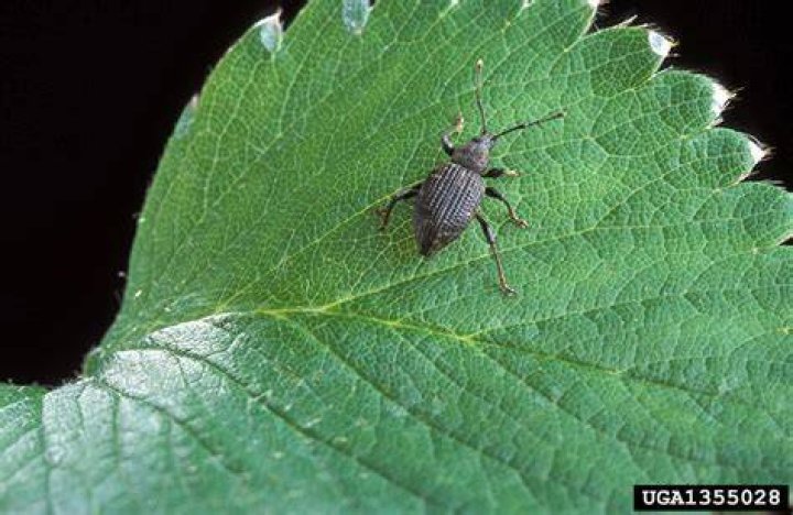 What kills black vine weevil
