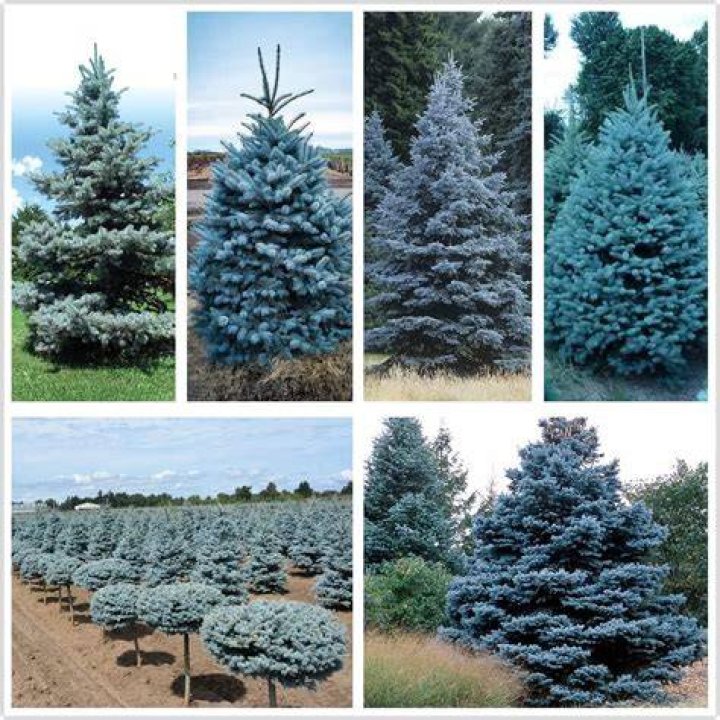 What kills blue spruce trees