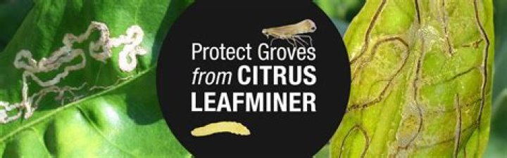 What kills citrus leafminers