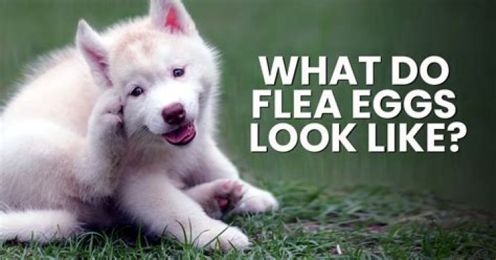 What kills flea eggs on dogs