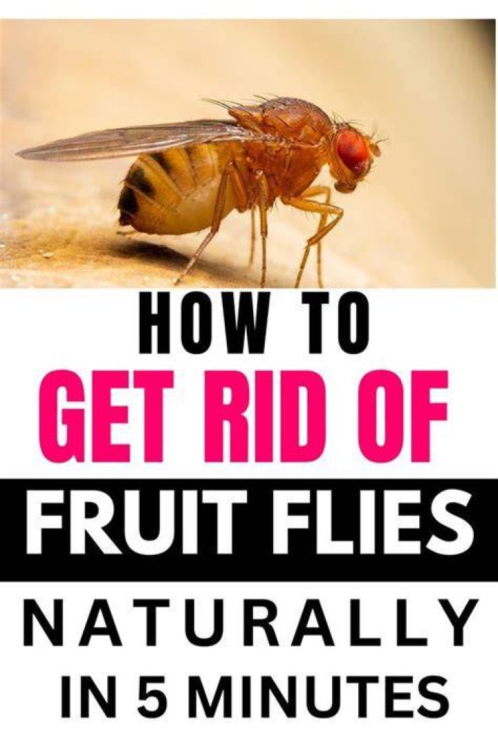 What kills fruit flies fast