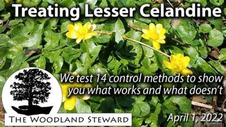 What kills lesser celandine
