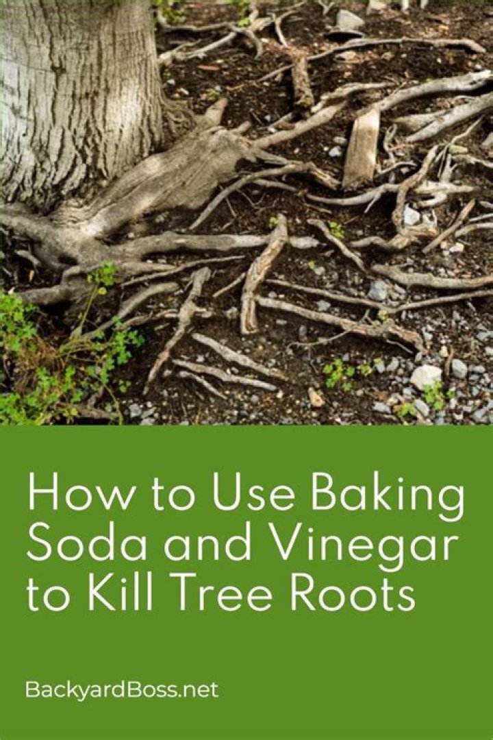 What kills oak trees quickly