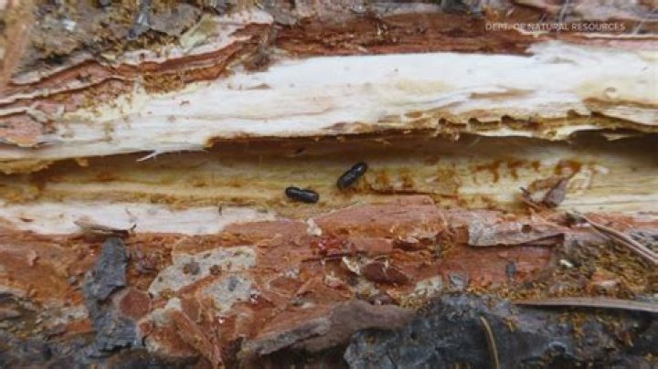 What kills pine bark beetles