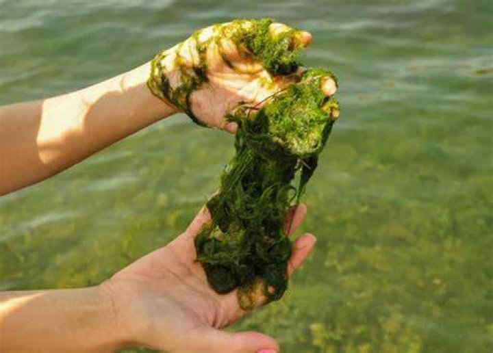 What kills pond string algae