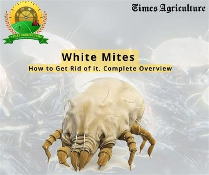 What kills tiny white mites