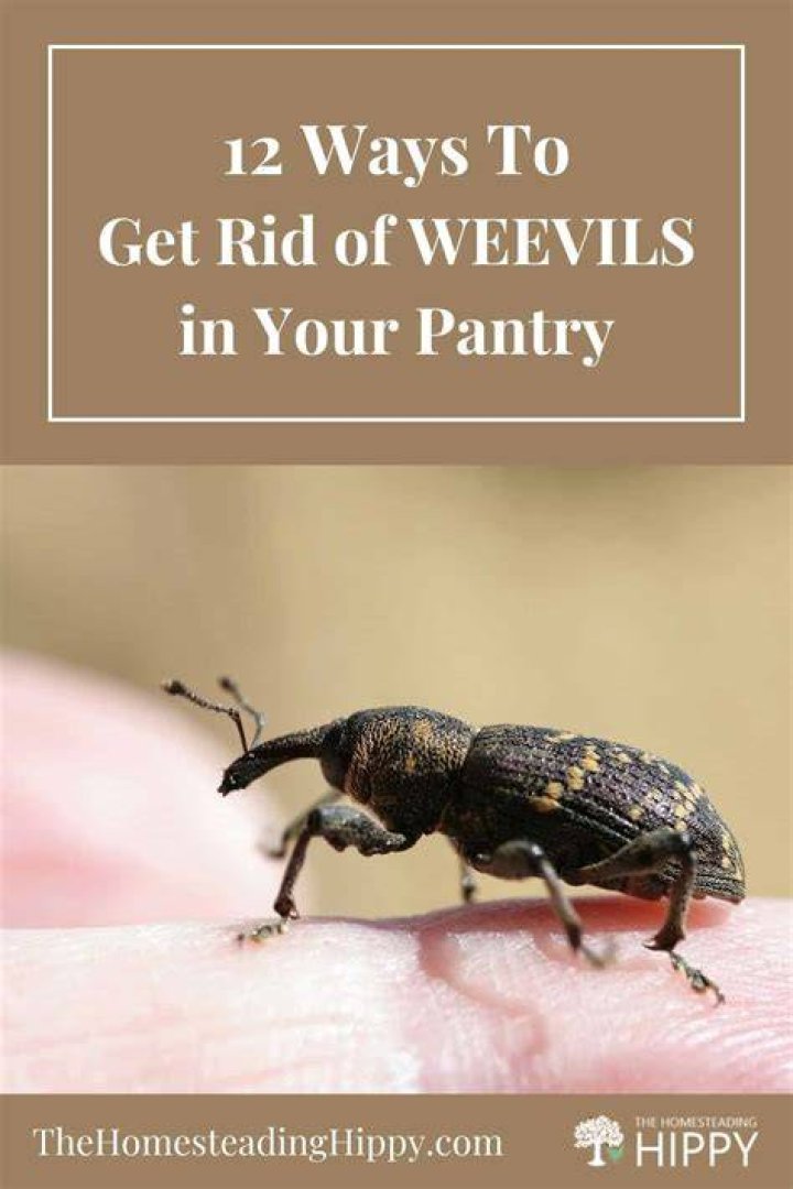 What kills weevils instantly