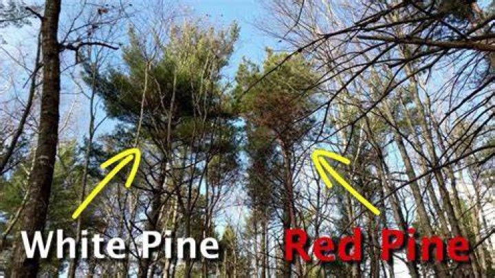 What kills white pine trees