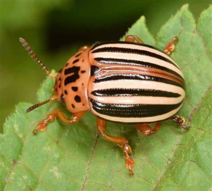 What kind of bug has stripes