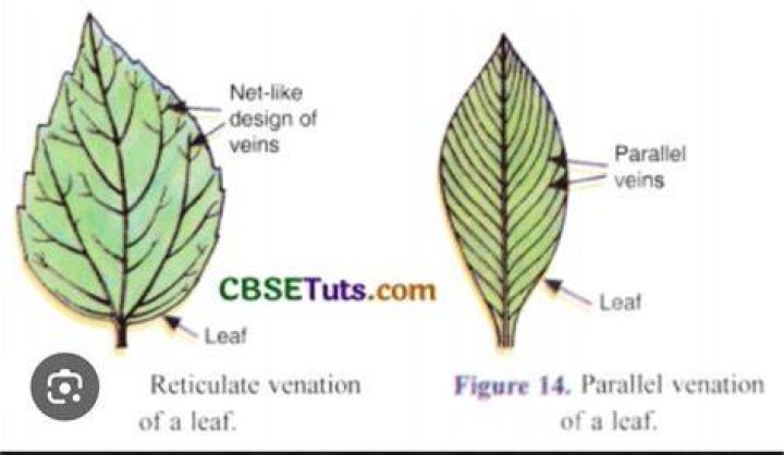 What leaf has parallel veins