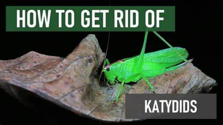 What leaves do katydids eat