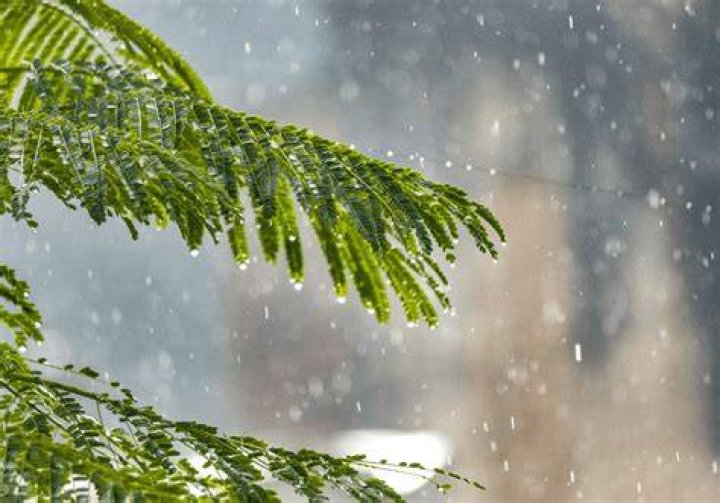 What liquid drops from trees