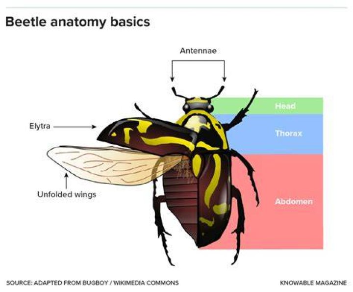 What makes a beetle a beetle
