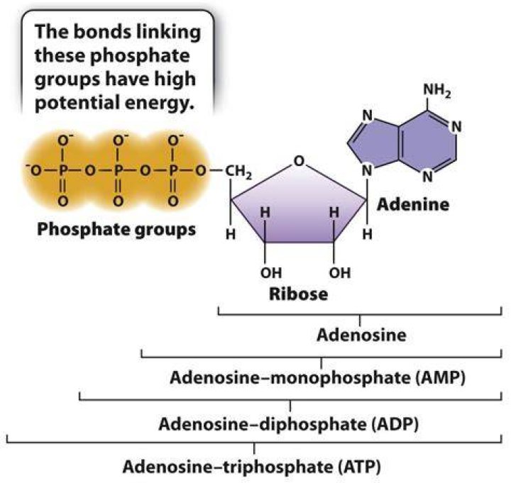 What makes phosphate bonds easy to break