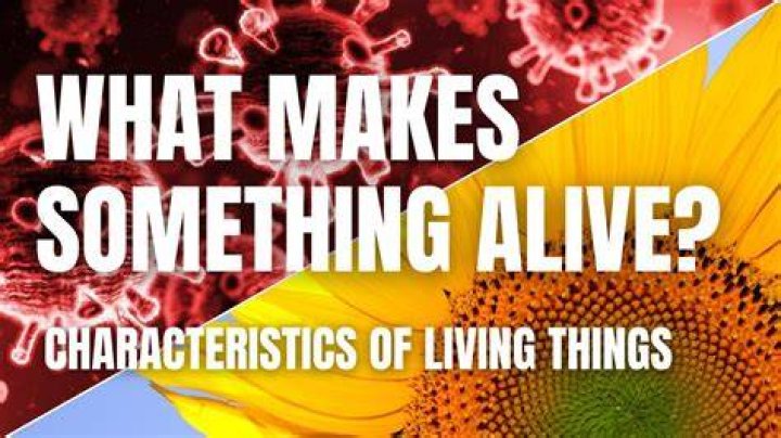 What makes something a kite