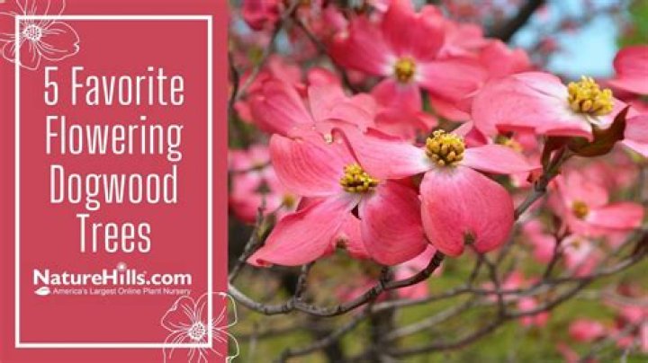 What month do dogwoods bloom