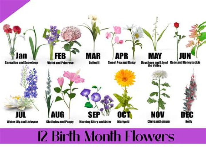 What month do you plant iris