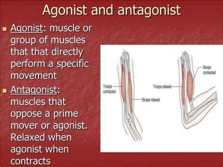 What muscles are antagonists