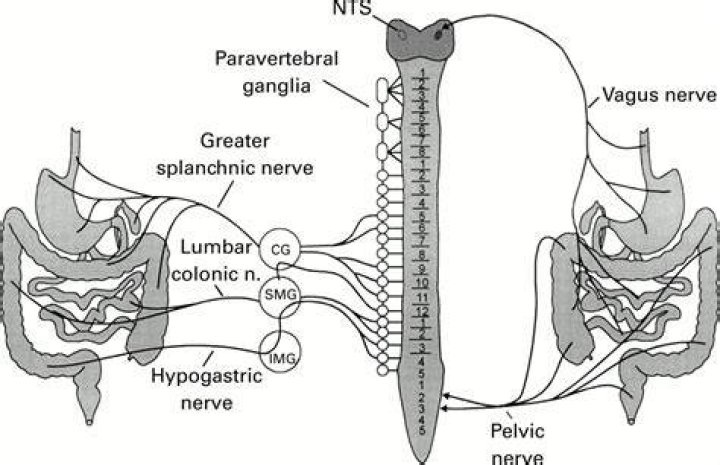What nerve controls GI tract