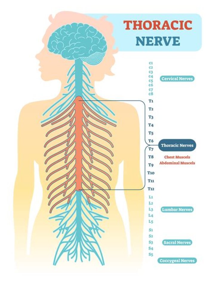 What nerves affect the nose