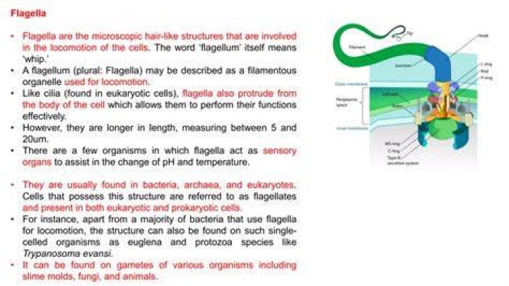 What organisms use flagella