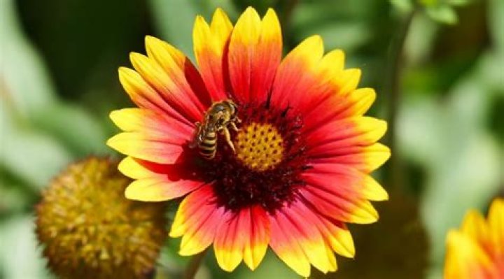 What plant do bees like best