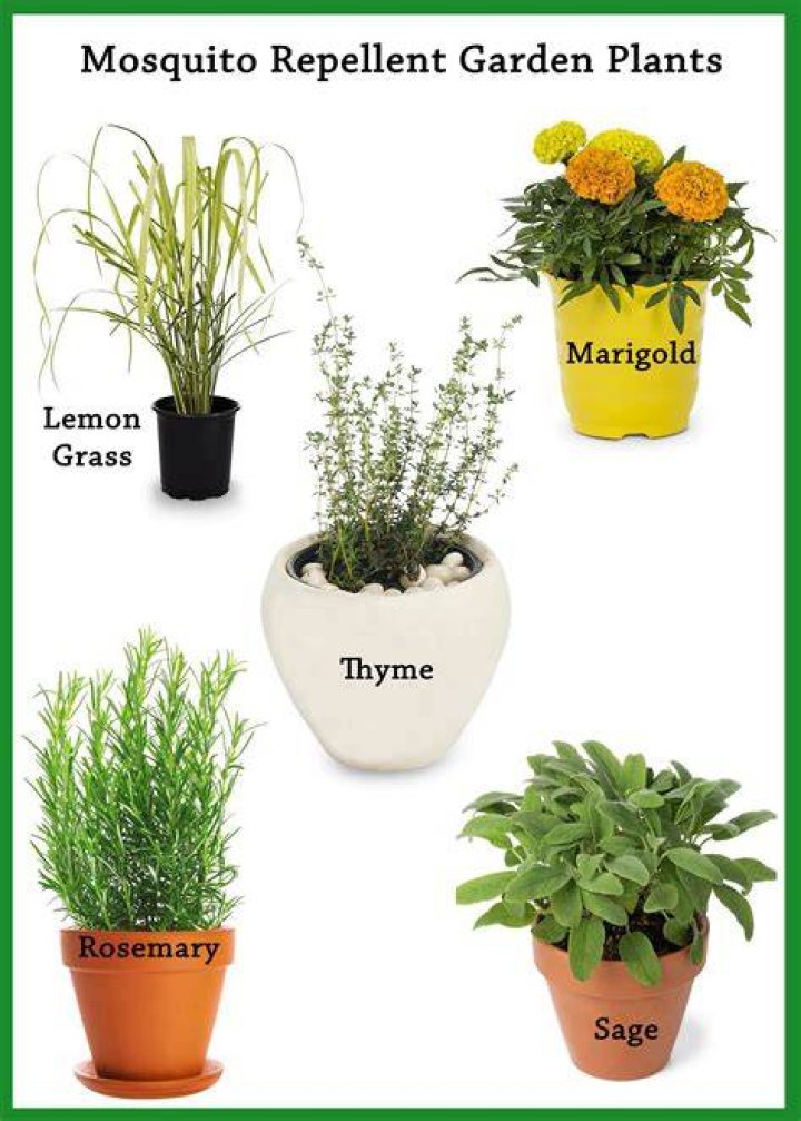 What plants deter horseflies