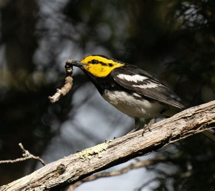 What plants do warblers eat