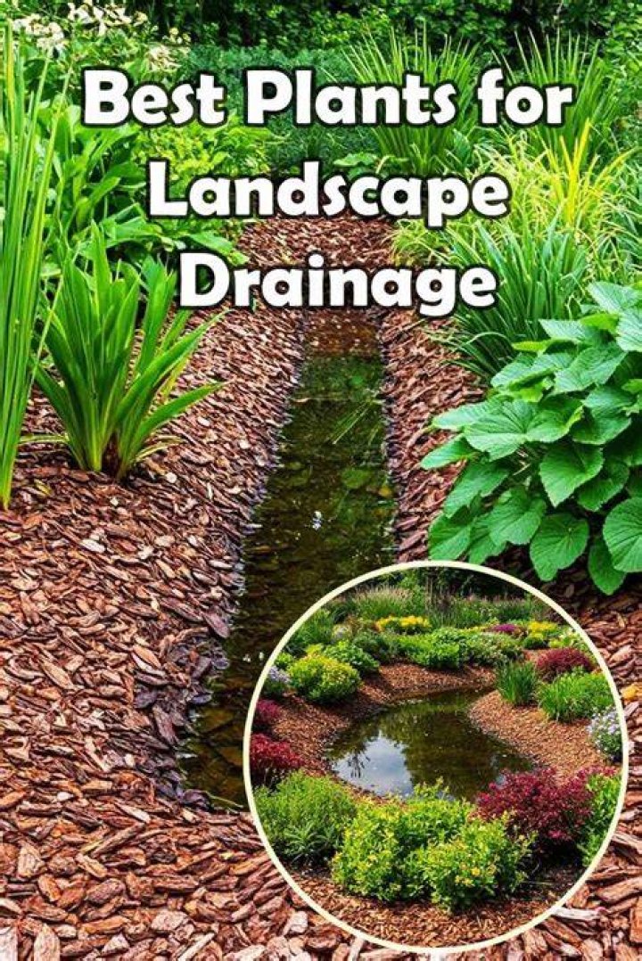 What plants improve drainage