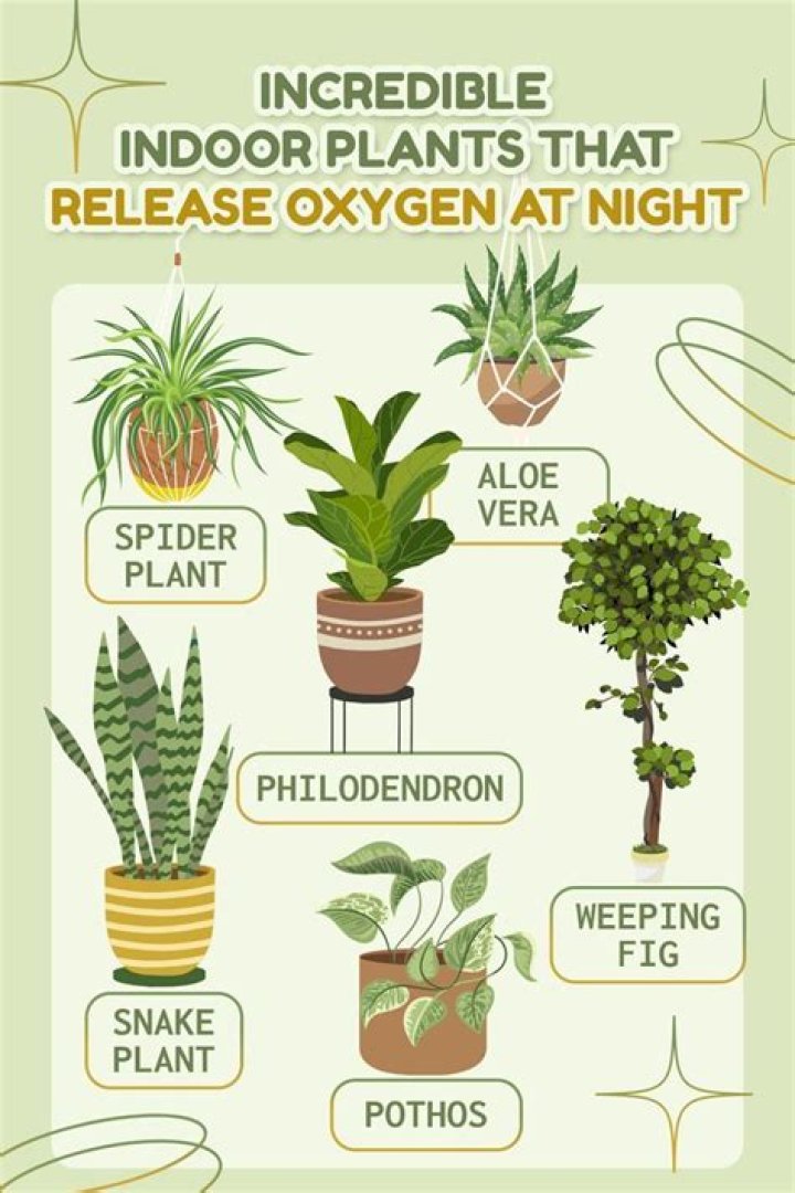 What plants release at night
