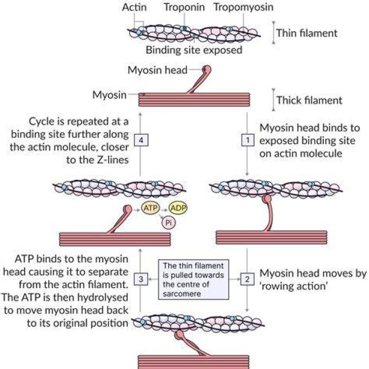 What proteins make up myosin
