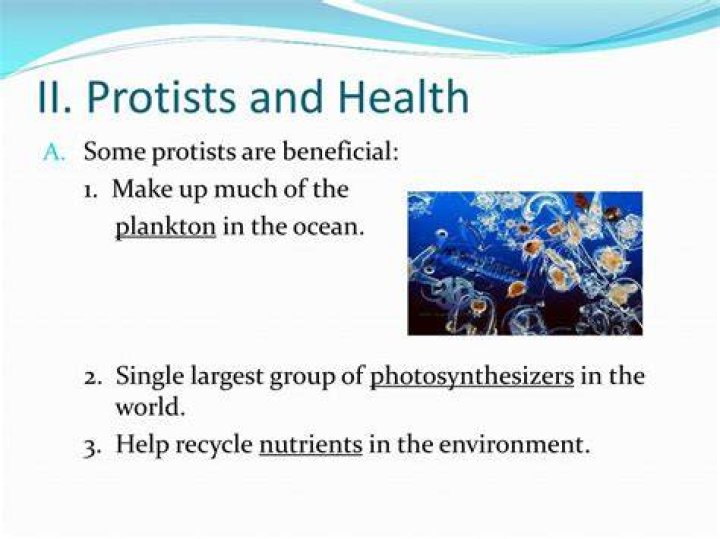 What protists are beneficial