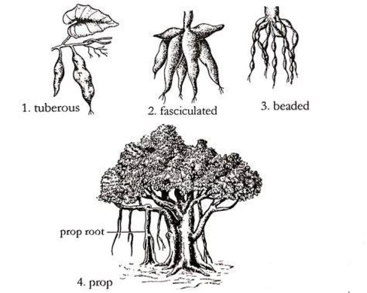 What purpose do modified roots have to plants