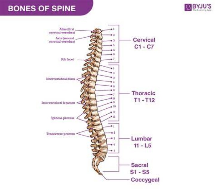 What region has 7 vertebrae