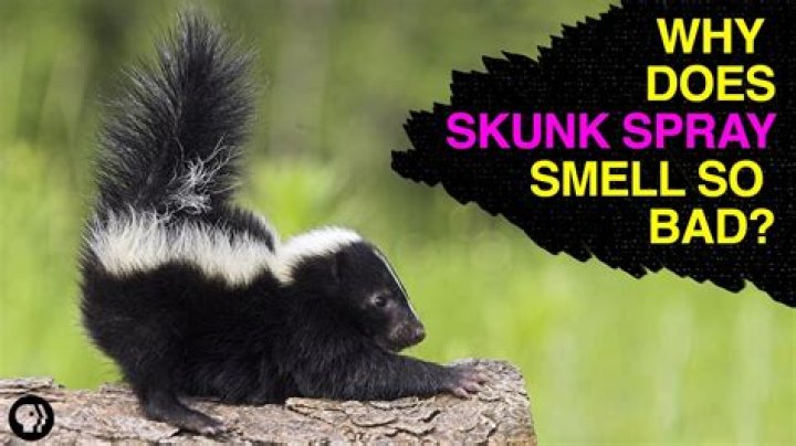 What repels skunks naturally