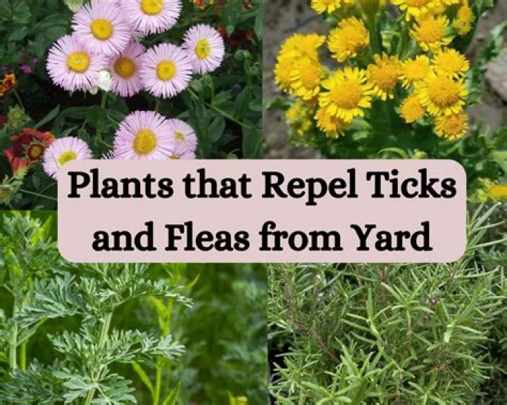 What repels ticks from yard