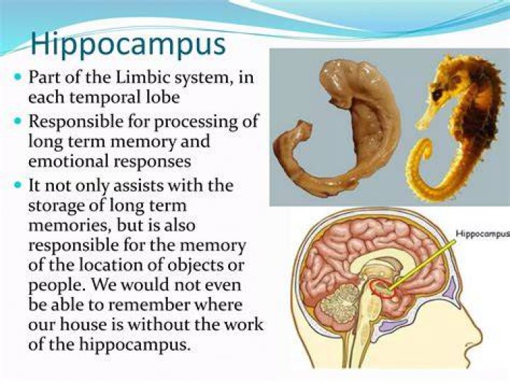 What role does the hippocampus play
