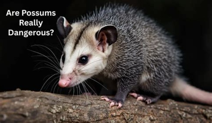 What scents attract possums