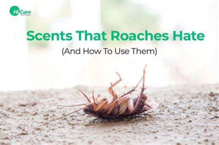 What scents do roaches hate